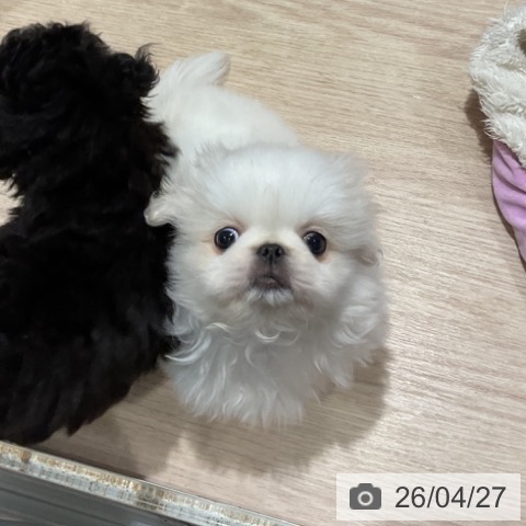 埼玉県のペキニーズ (ペットプラス コクーンシティ店/2026年2月20日生まれ/男の子/ホワイト)の子犬の3枚目の画像