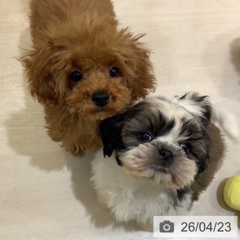 埼玉県のシーズー (ペットプラス クレアモール川越店/2026年2月18日生まれ/男の子/ホワイトゴールド)の子犬の4枚目の画像