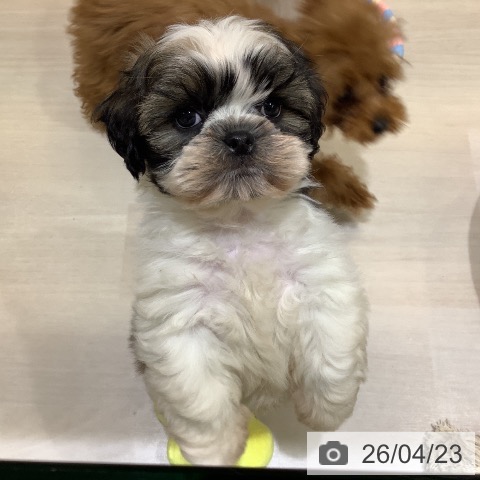 埼玉県のシーズー (ペットプラス クレアモール川越店/2026年2月18日生まれ/男の子/ホワイトゴールド)の子犬の3枚目の画像