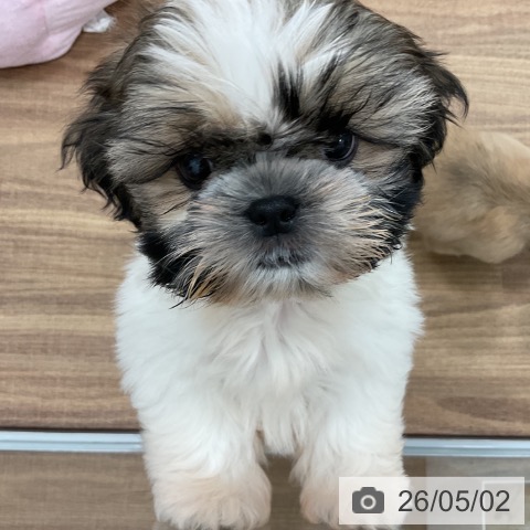 茨城県のシーズー (ペッツワン 古河店/2026年2月18日生まれ/男の子/ホワイトゴールド)の子犬の3枚目の画像