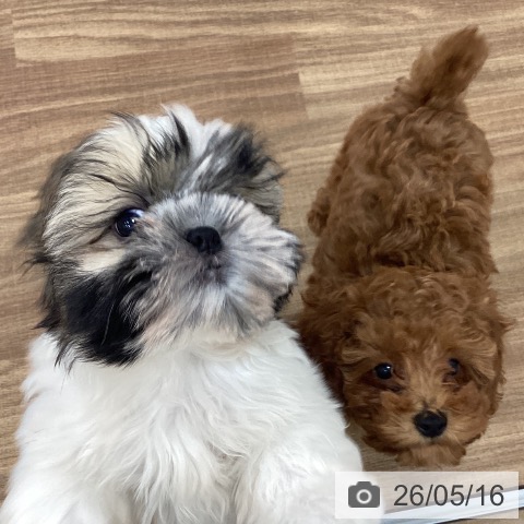 茨城県のシーズー (ペッツワン 古河店/2026年2月18日生まれ/男の子/ホワイトゴールド)の子犬の3枚目の画像