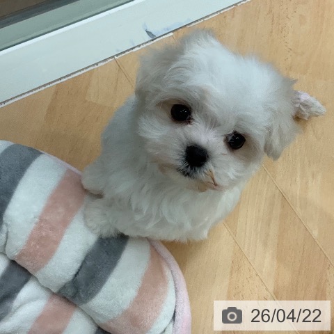 マルチーズの写真