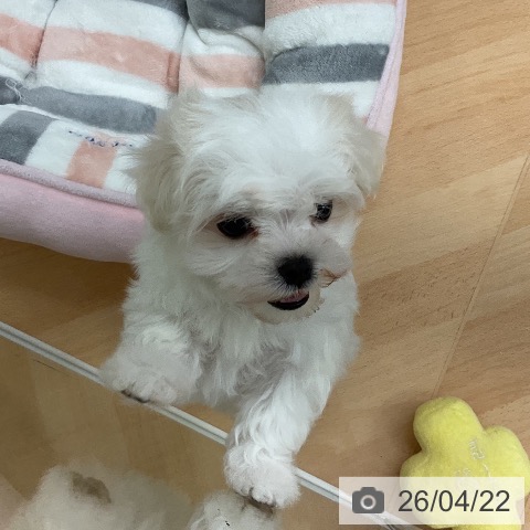 マルチーズの写真