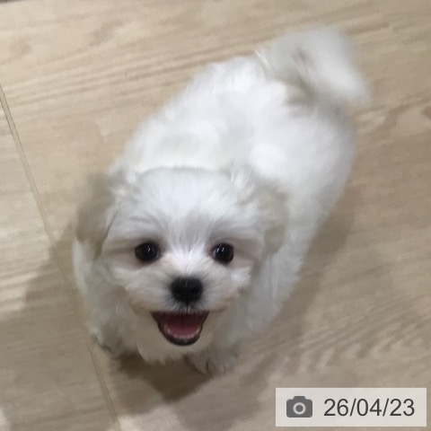 マルチーズの写真