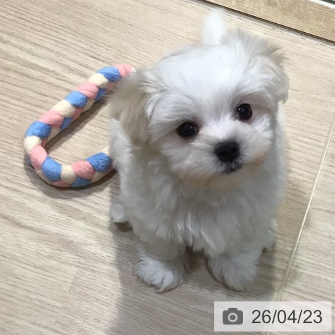 マルチーズの写真