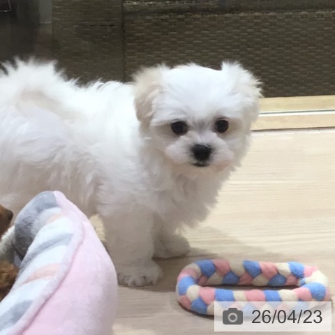 マルチーズの写真