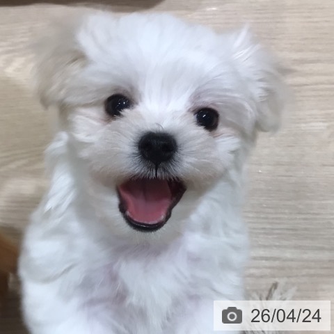 神奈川県のマルチーズ (ペットプラス 川崎ルフロン店/2026年2月21日生まれ/男の子/ホワイト)の子犬の3枚目の画像