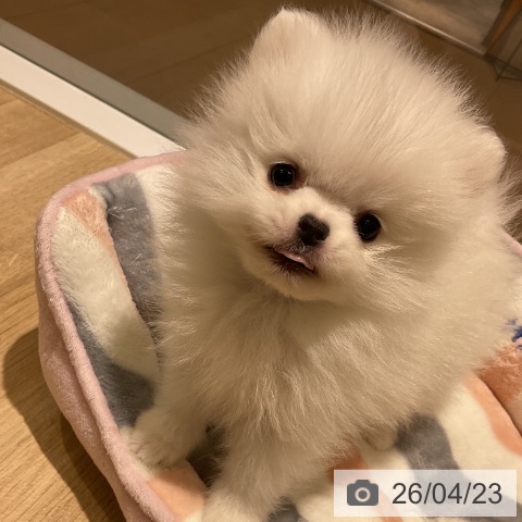 ポメラニアンの写真