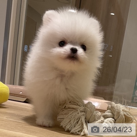 ポメラニアンの写真