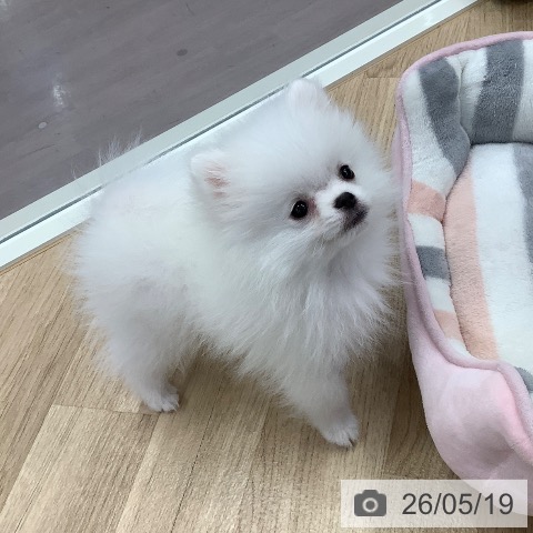東京都のポメラニアン (ペットプラス 日の出店/2026年2月21日生まれ/男の子/ホワイトクリーム)の子犬の3枚目の画像