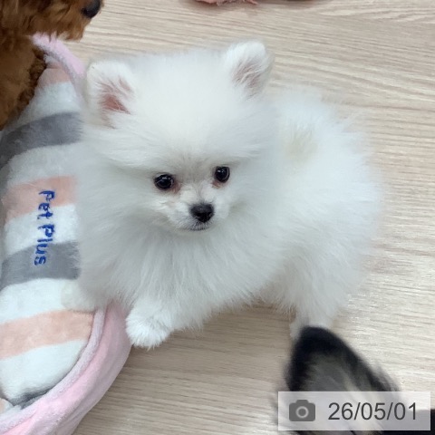 埼玉県のポメラニアン (ペットプラス 上尾店/2026年2月21日生まれ/男の子/ホワイトクリーム)の子犬の4枚目の画像