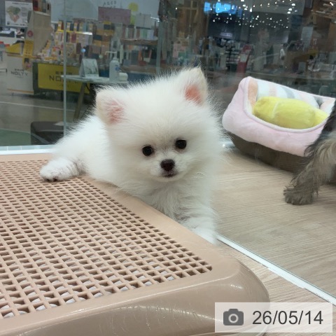 埼玉県のポメラニアン (ペットプラス 上尾店/2026年2月21日生まれ/男の子/ホワイトクリーム)の子犬の3枚目の画像