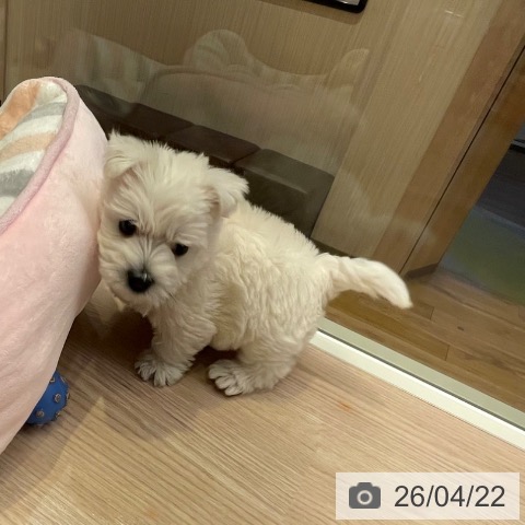 ウエスト・ハイランド・ホワイト・テリアの写真