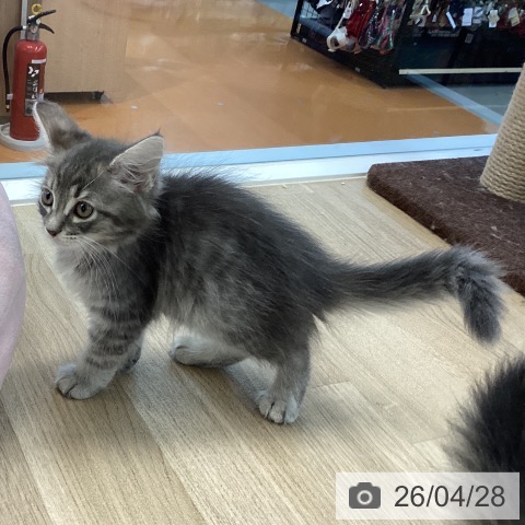 愛媛県のサイベリアン (ペットプラス 新居浜店/2026年2月20日生まれ/女の子/ブルータビーホワイト)の子猫の3枚目の画像