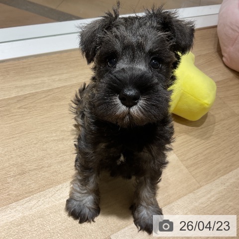 ミニチュア・シュナウザーの写真