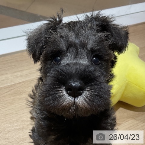 ミニチュア・シュナウザーの写真