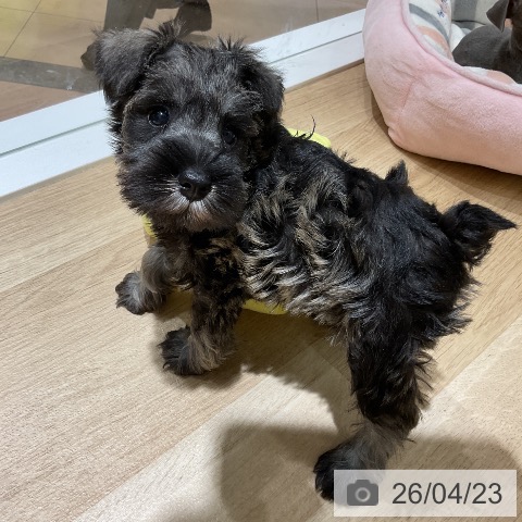 ミニチュア・シュナウザーの写真