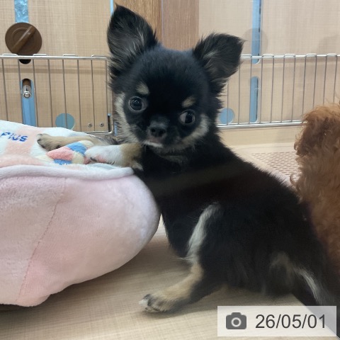 埼玉県のチワワ(ロング) (ペッツワン 浦和美園店/2026年2月22日生まれ/男の子/ブラックタンホワイト)の子犬の3枚目の画像