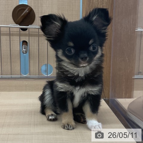 埼玉県のチワワ(ロング) (ペッツワン 浦和美園店/2026年2月22日生まれ/男の子/ブラックタンホワイト)の子犬の3枚目の画像