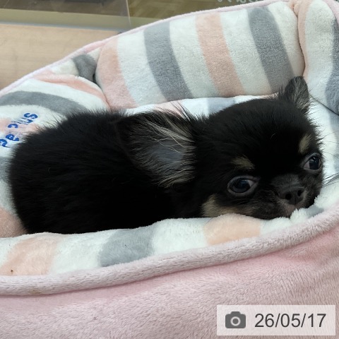 埼玉県のチワワ(ロング) (ペッツワン 浦和美園店/2026年2月22日生まれ/男の子/ブラックタンホワイト)の子犬の3枚目の画像