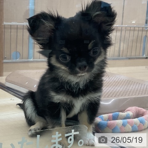 埼玉県のチワワ(ロング) (ペッツワン 浦和美園店/2026年2月22日生まれ/男の子/ブラックタンホワイト)の子犬の3枚目の画像
