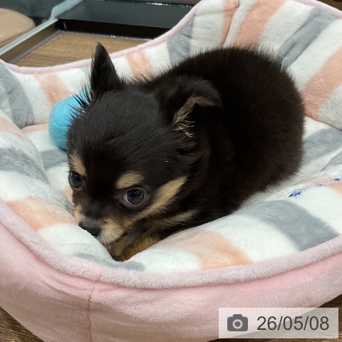 神奈川県のチワワ(ロング) (ペッツワン 小田原店/2026年2月12日生まれ/男の子/ブラックタン)の子犬の3枚目の画像