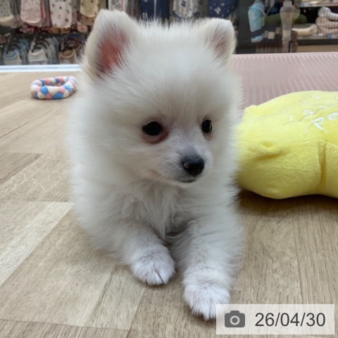 長野県のポメラニアン (ペットプラス 上田店/2026年2月20日生まれ/男の子/クリーム)の子犬の3枚目の画像