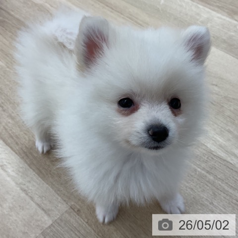 長野県のポメラニアン (ペットプラス 上田店/2026年2月20日生まれ/男の子/クリーム)の子犬の3枚目の画像