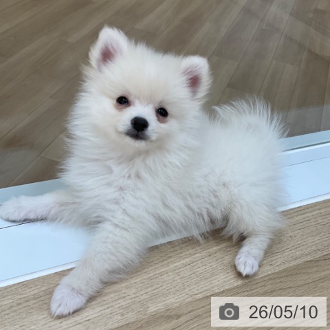長野県のポメラニアン (ペットプラス 上田店/2026年2月20日生まれ/男の子/クリーム)の子犬の3枚目の画像