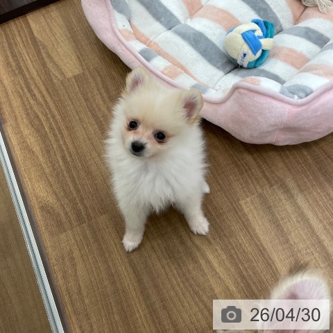 茨城県のポメラニアン (ペッツワン つくば店/2026年2月20日生まれ/男の子/クリーム)の子犬の4枚目の画像