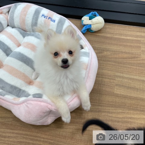 茨城県のポメラニアン (ペッツワン つくば店/2026年2月20日生まれ/男の子/クリーム)の子犬の4枚目の画像