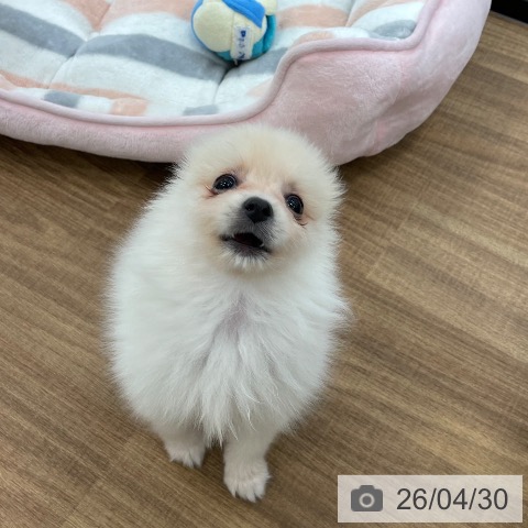 茨城県のポメラニアン (ペッツワン つくば店/2026年2月20日生まれ/男の子/クリーム)の子犬の3枚目の画像