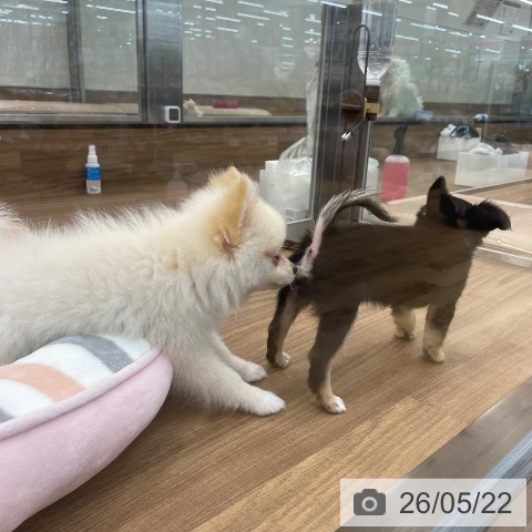 茨城県のポメラニアン (ペッツワン つくば店/2026年2月20日生まれ/男の子/クリーム)の子犬の4枚目の画像