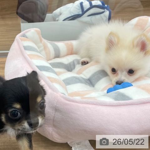 茨城県のポメラニアン (ペッツワン つくば店/2026年2月20日生まれ/男の子/クリーム)の子犬の3枚目の画像
