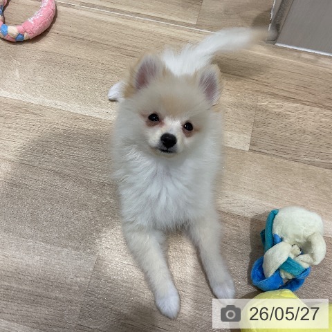 千葉県のポメラニアン (ペットプラス 木更津店/2026年2月20日生まれ/男の子/クリーム)の子犬の3枚目の画像