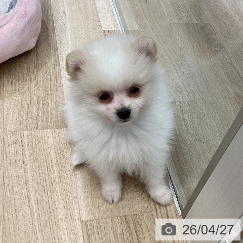 ポメラニアンの写真