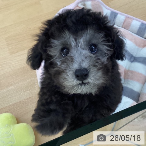 埼玉県のトイプードル(トイ) (ペットプラス 羽生店/2026年2月22日生まれ/男の子/シルバー)の子犬の4枚目の画像