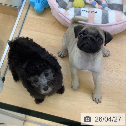 埼玉県のトイプードル(トイ) (ペットプラス 羽生店/2026年2月22日生まれ/男の子/シルバー)の子犬の4枚目の画像