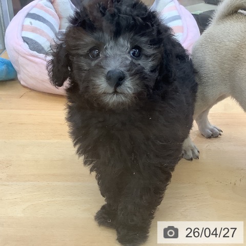 埼玉県のトイプードル(トイ) (ペットプラス 羽生店/2026年2月22日生まれ/男の子/シルバー)の子犬の3枚目の画像