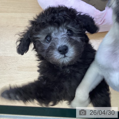 埼玉県のトイプードル(トイ) (ペットプラス 羽生店/2026年2月22日生まれ/男の子/シルバー)の子犬の3枚目の画像