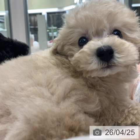 トイ・プードルの写真