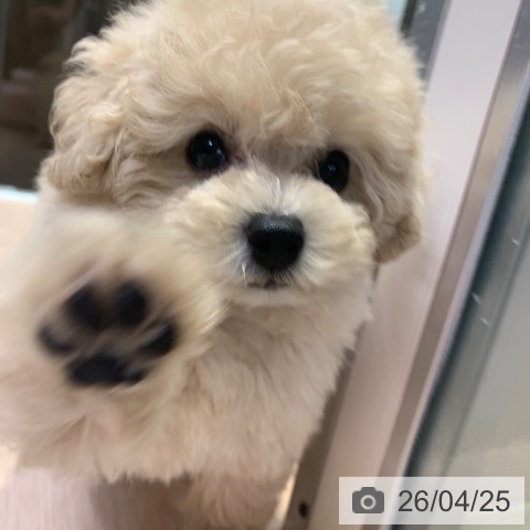 トイ・プードルの写真