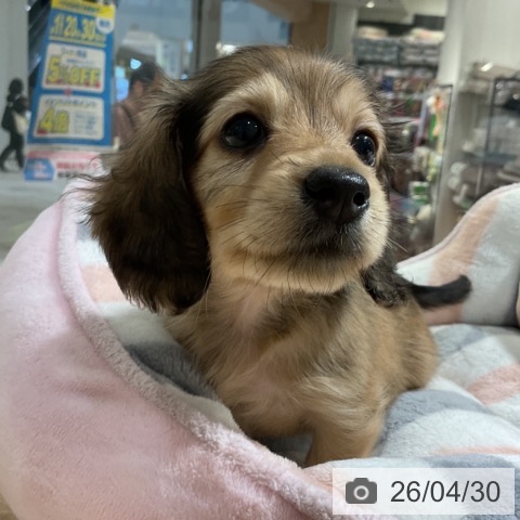 ミニチュア・ダックスフンドの写真