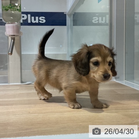 ミニチュア・ダックスフンドの写真