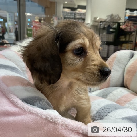 ミニチュア・ダックスフンドの写真