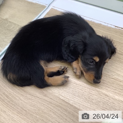 ミニチュア・ダックスフンドの写真