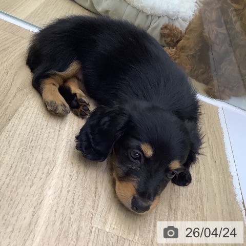 ミニチュア・ダックスフンドの写真