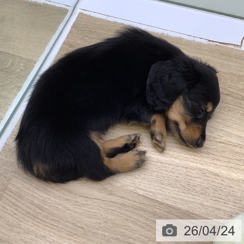 ミニチュア・ダックスフンドの写真