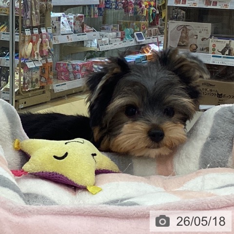 山梨県のヨークシャーテリア (ペットプラス 甲府国母店/2026年2月8日生まれ/男の子/スチールブルータン)の子犬の3枚目の画像