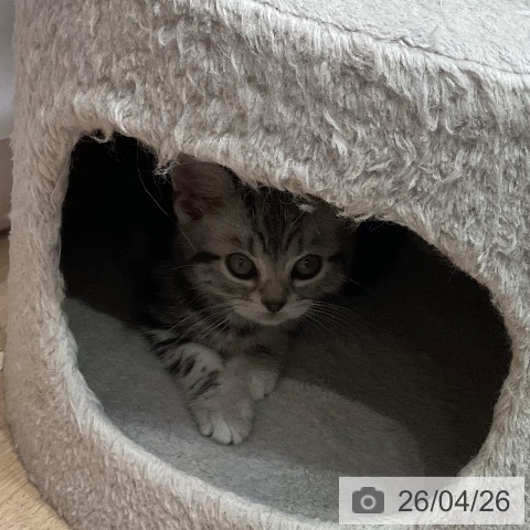 アメリカンショートヘアの写真